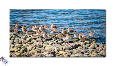 Shoreline Flock - Nature‚Äôs Harmony Wall Art