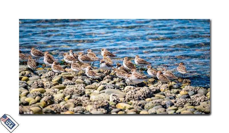 Shoreline Flock - Nature‚Äôs Harmony Wall Art