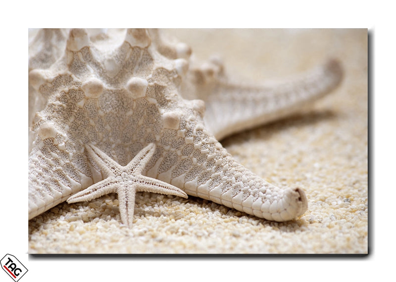 Starfish Elegance - Nature&