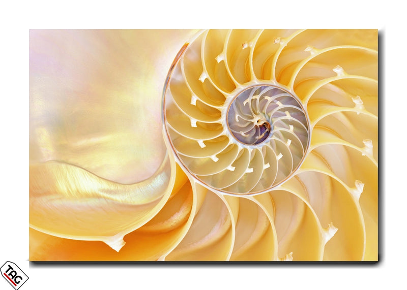 Golden Spiral - Nature&