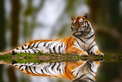 Majestic Reflection - The Resting Tiger