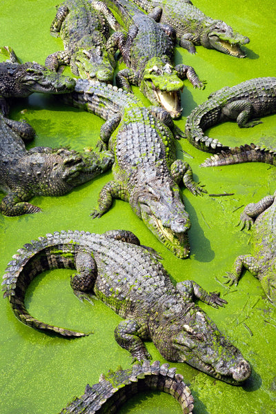 Crocodile Lagoon - Nature‚Äôs Predators