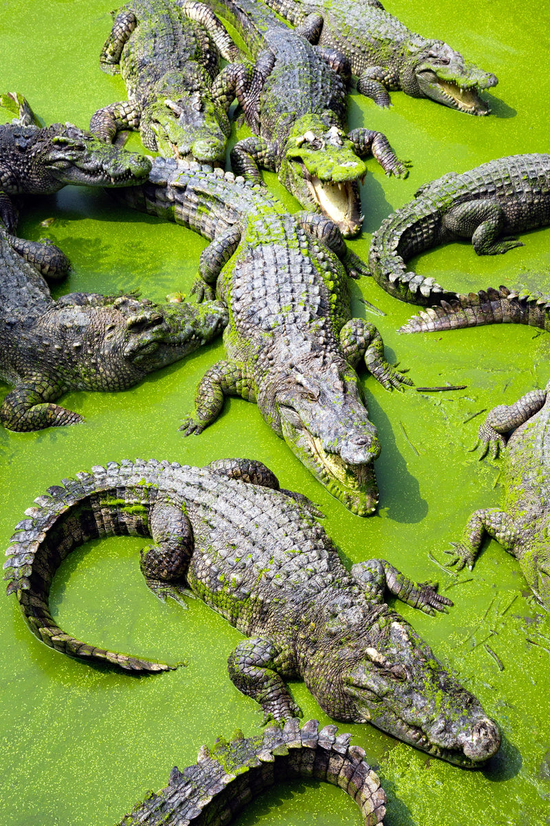 Crocodile Lagoon - Nature‚Äôs Predators