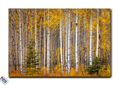 Golden Aspens - Nature's Symphony of Autumn