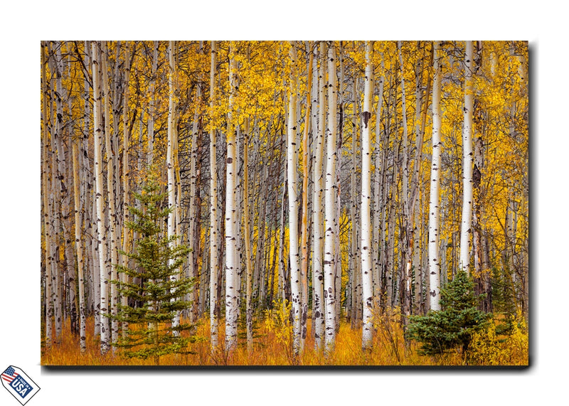 Golden Aspens - Nature&