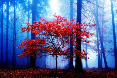 Mystical Redwood - Premium Wall Art