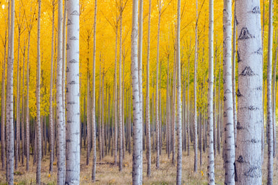 Golden Birch Grove - Premium Wall Art