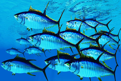 School of Yellowfin Tuna - Vibrant Ocean Wall Art