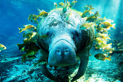 Gentle Giant Manatee - Underwater Serenity Wall Art