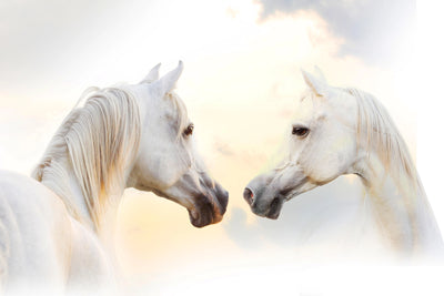 Ethereal Connection - Grace of White Horses