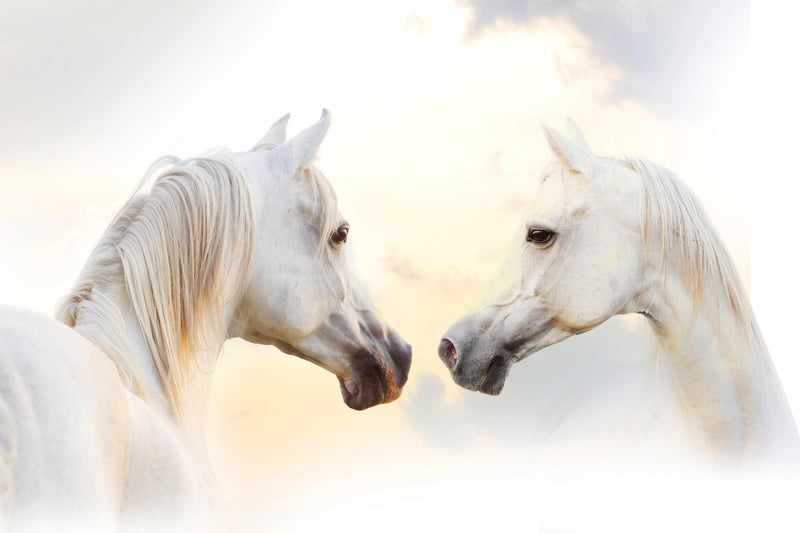 Ethereal Connection - Grace of White Horses