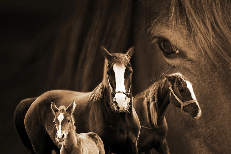 Equine Harmony - A Family&