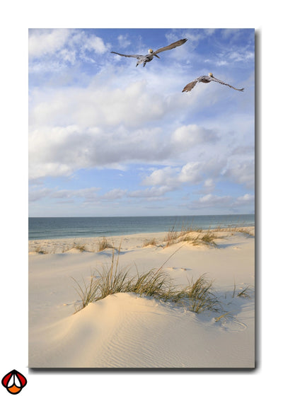 Soaring Over the Sand - Beach Birds Wall Art
