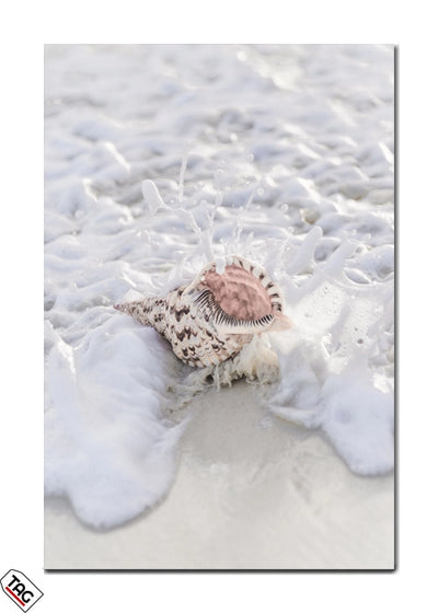 Seashell in the Surf - Premium Wall Art